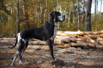 Harlequin Great Dane standing in front of a log pile