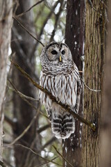 Barred Owl perched in a cedar forest