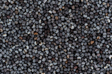 Black or blue poppy seeds under microscope, image width 23mm