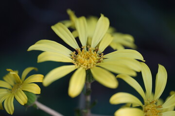 yellow flower