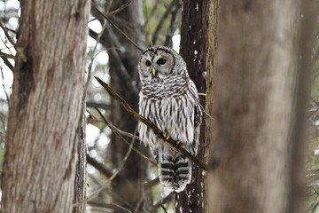 Barred Owl perched in a cedar forest