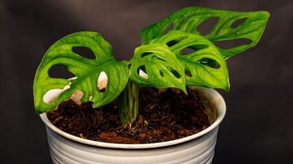 Monstera adansonii plant in flower pot