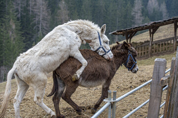white donkey while mating brown one