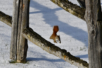 Winter scene of Red Squirrel running along a country fence