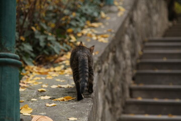 cat walking in trees