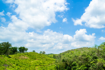 Fototapeta na wymiar View of green hills when the sky is clear blue cloudy.