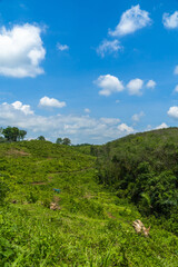 Green nature landscape with blue sky in sunny weather portrait