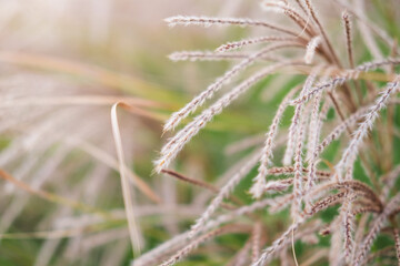 Obraz premium Natural background from soft fluffy plants Miscanthus sinensis.
