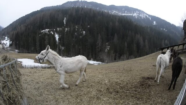 donkey braying on mountain back