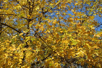 Autumnal foliage of Fraxinus pennsylvanica  against blue sky in October
