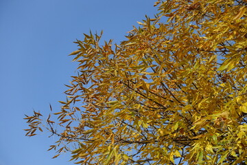 Brown and yellow autumnal foliage of Fraxinus pennsylvanica  against blue sky in October