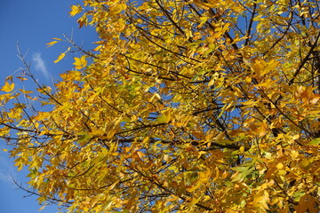 Colorful autumnal foliage of Fraxinus pennsylvanica  against blue sky in October