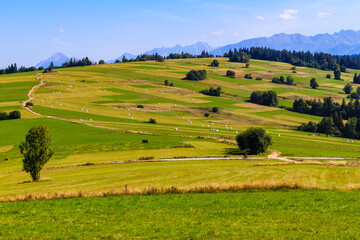 Fototapeta na wymiar Hay stacks on green fields and beautiful panorama of Tatra Mountains, Poland