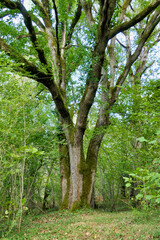 A majestic Sessile Oak Tree (Quercus petraea) standing proud in a woodland clearing
