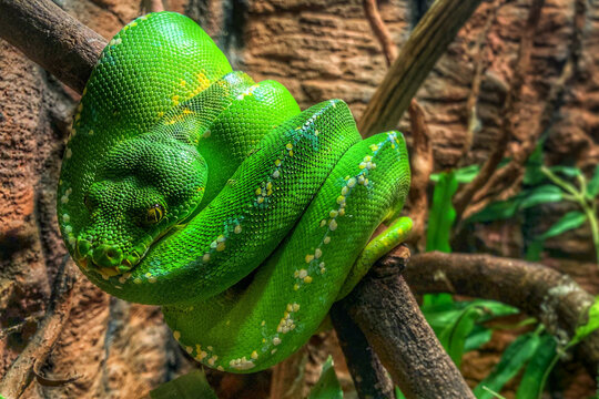 Green Tree Python (Morelia viridis)