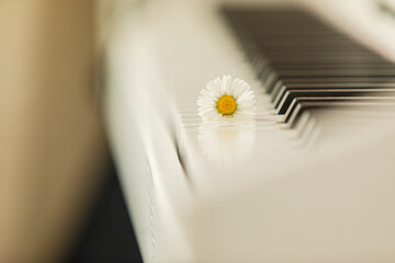 Piano and Daisy, Uskudar Istanbul, Turkey
