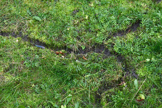 Vole ruts on a green lawn