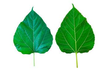 Front and back of isolated Mulberry leaves with clipping path