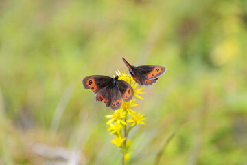 Samistal Plateau in the Summer Season, Kackar Mountains Camlihemsin, Rize Turkey