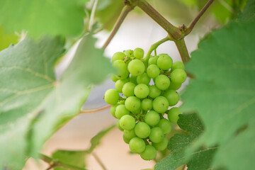 Green background of  grapes with leaves.