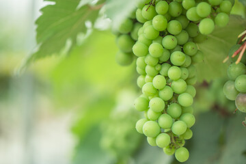 Green background of green  grapes with leaves.	
