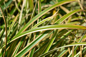 Japanese Sedge Variegata