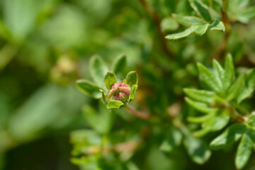 Shrubby Cinquefoil Bellissima