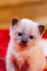 A small newborn kitten that has not yet opened its eyes after birth. The tiny kitten is sleeping. Beautiful little kitty.