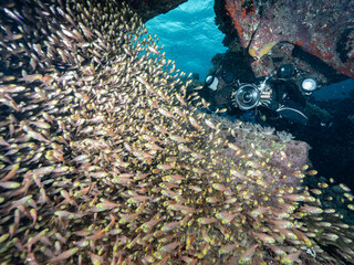 Fototapeta na wymiar Underwater photographer with a camera taking a photo of shoal of Glassfish inside a shipwreck