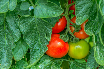 Green background of colorful tomato with leaves.