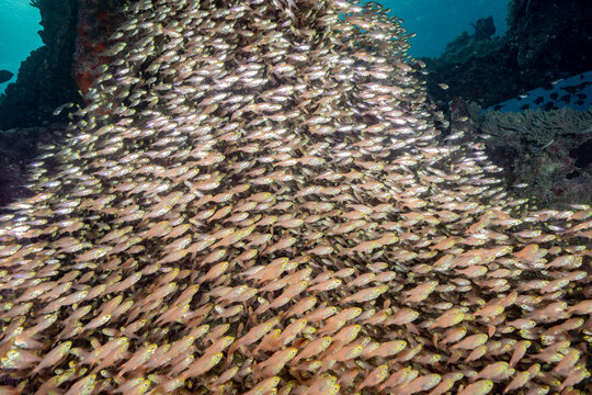 Glassfish Images – Browse 1,484 Stock Photos, Vectors, and Video ...