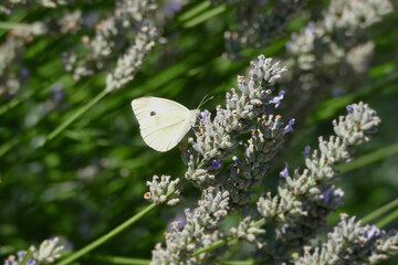 Small white butterfly (Pieris rapae) perched on lavender plant in Zurich, Switzerland