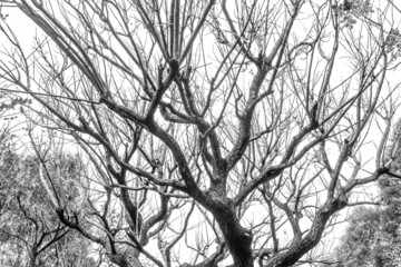 tree branch silhouette on a white background