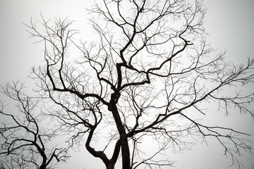 tree branch silhouette on a white background