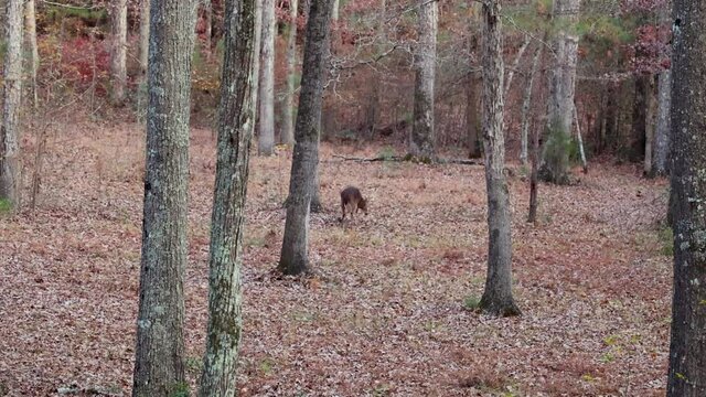 Large whitetail deer buck in woods during Fall rut season