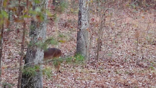 Whitetail deer buck in woods during Fall rut season