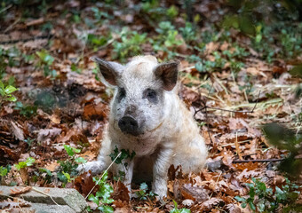 cochon laineux dans un parc sous bois