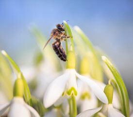 Pszczoła na Przebiśniegu © Pawel Sulatycki