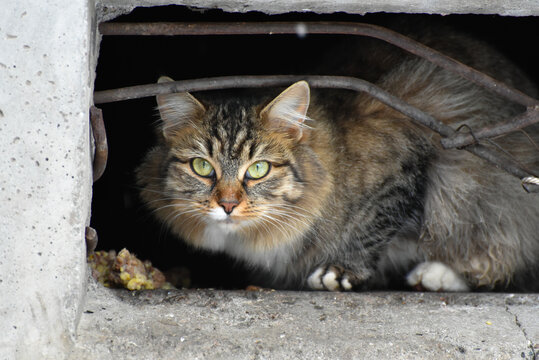Stripy homeless cat in winter time photo. Fluffy lonely cat living in basement