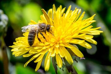 pszczoła na mniszku