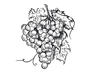 Grape graphic illustration, hand drawn style. Vector.	
