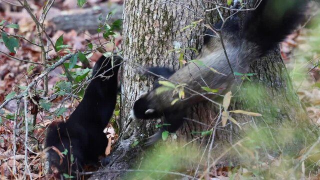 Two fox squirrels chasing at base of a large tree