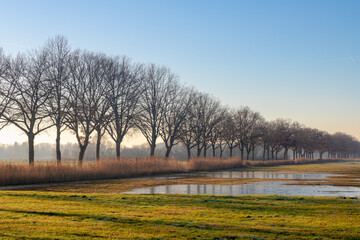 Winter landscape view of bare or leafless trees trunk along the way, Dutch countryside with green...