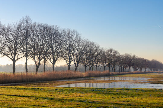 Winter landscape view of bare or leafless trees trunk along the way, Dutch countryside with green grass meadow and blue sky, Typical polder with low land and reed plant along the water, Netherlands.