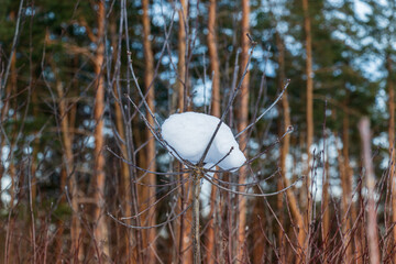 Branch with a snow cap