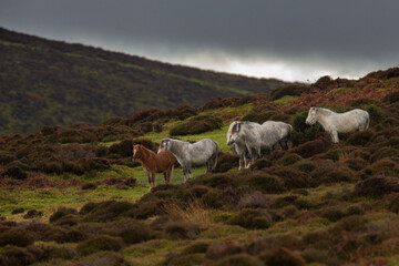 Welsh Mountain Ponies long mynd shropshire welsh border