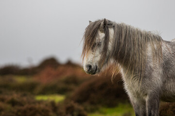 Naklejka na ściany i meble Welsh Mountain Ponies