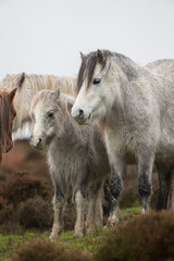 Fototapeta na wymiar Welsh Mountain Ponies