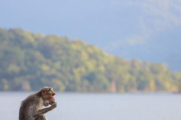 macaque eating with a beautiful background behind
