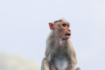 one eye blinded monkey looks like it's crying